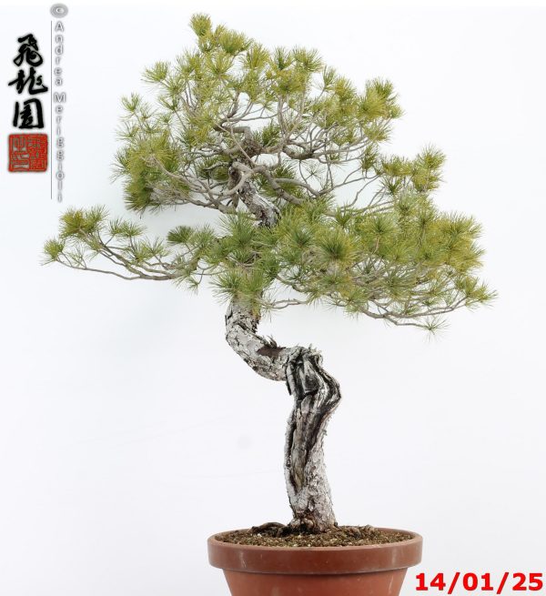 Pinus pentaphylla - immagine 9