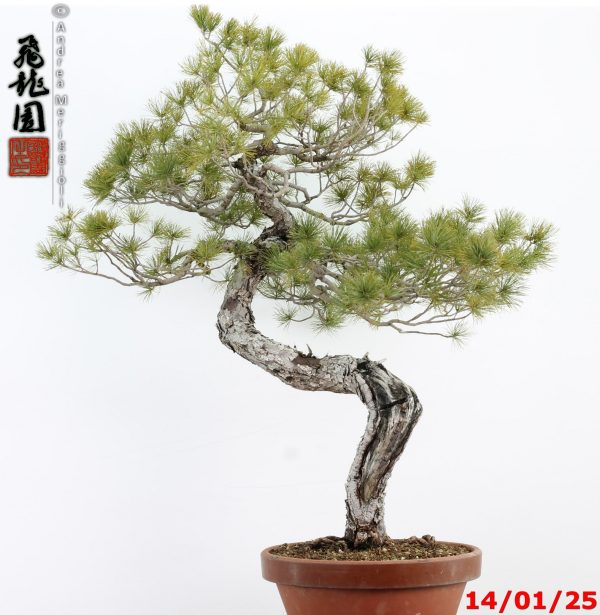 Pinus pentaphylla - immagine 10