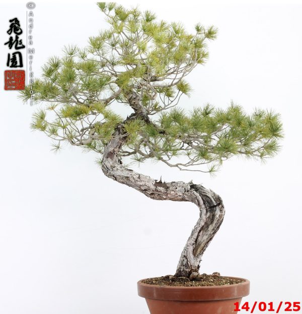 Pinus pentaphylla - immagine 11