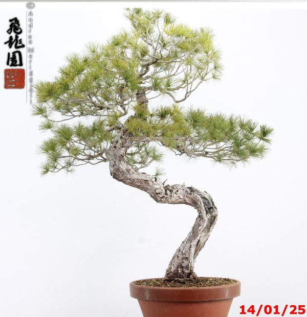 Pinus pentaphylla - immagine 12