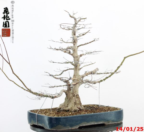 Acer palmatum - Image 2