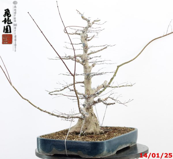 Acer palmatum - Image 3