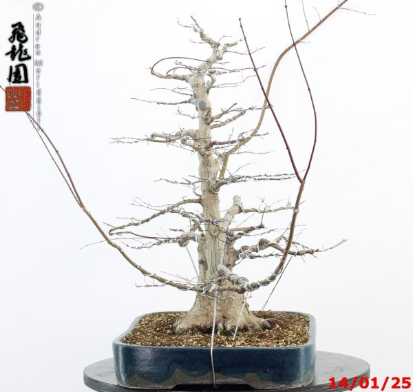 Acer palmatum - Image 4