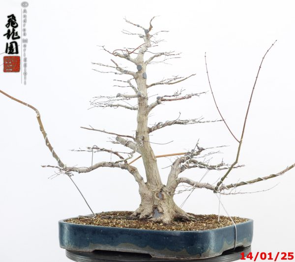 Acer palmatum - Image 6