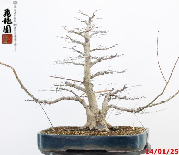 Acer palmatum - Image 7