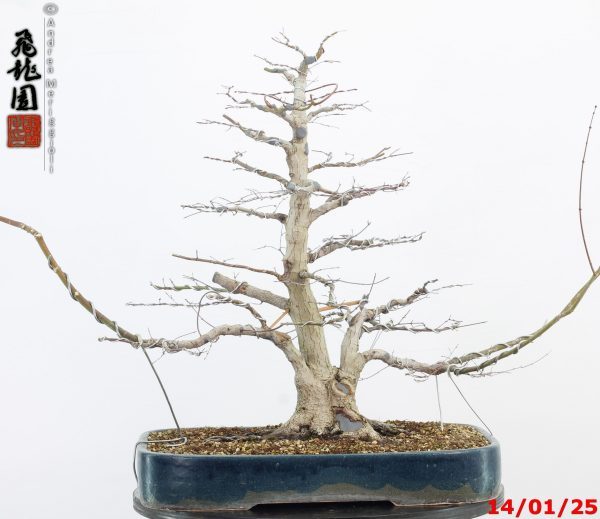 Acer palmatum - Image 8