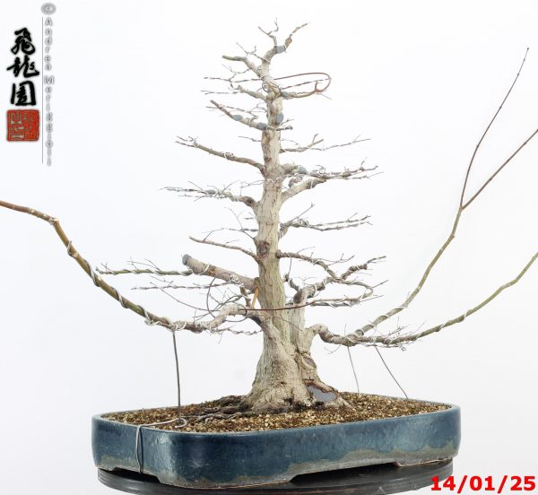 Acer palmatum - Image 9