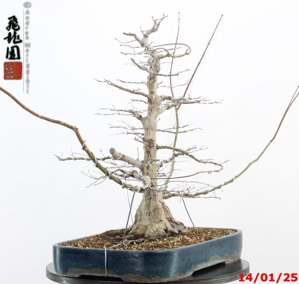 Acer palmatum - Image 10