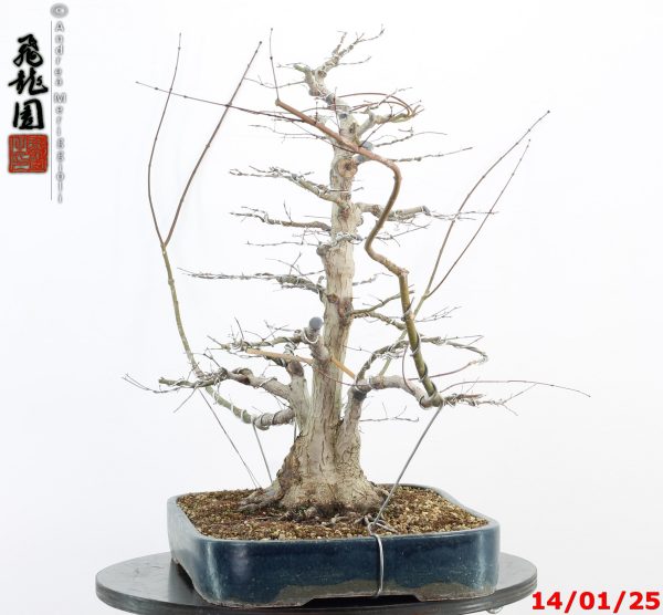 Acer palmatum - Image 11