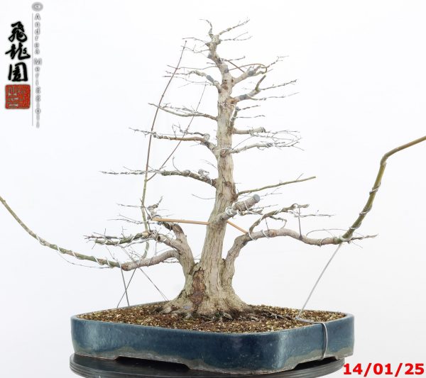 Acer palmatum - Image 12