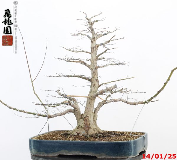 Acer palmatum - Image 13