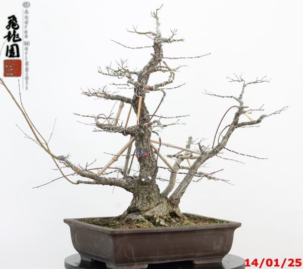 Acer palmatum arakawa