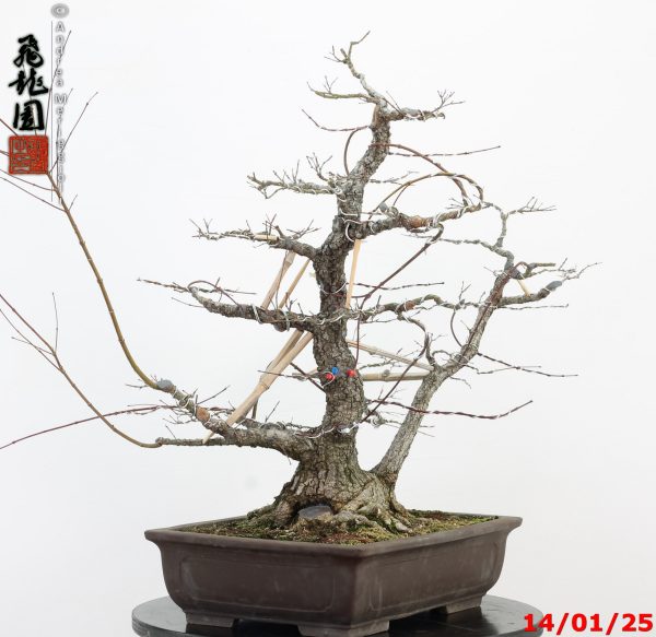 Acer palmatum arakawa - immagine 2