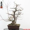 Acer palmatum arakawa - immagine 3