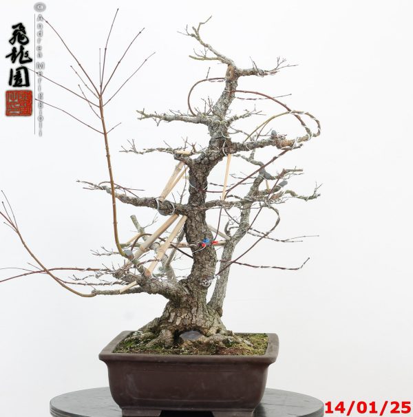 Acer palmatum arakawa - immagine 3