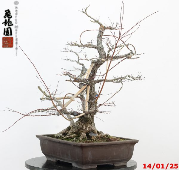 Acer palmatum arakawa - immagine 4