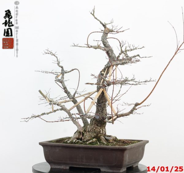 Acer palmatum arakawa - immagine 5