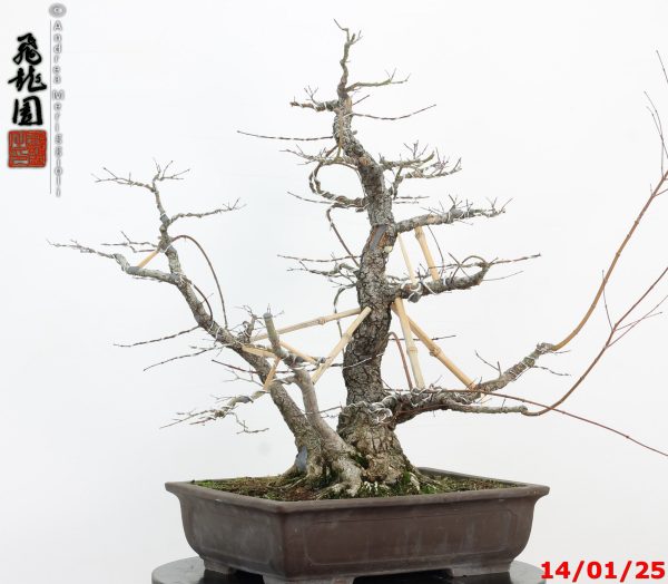 Acer palmatum arakawa - immagine 6