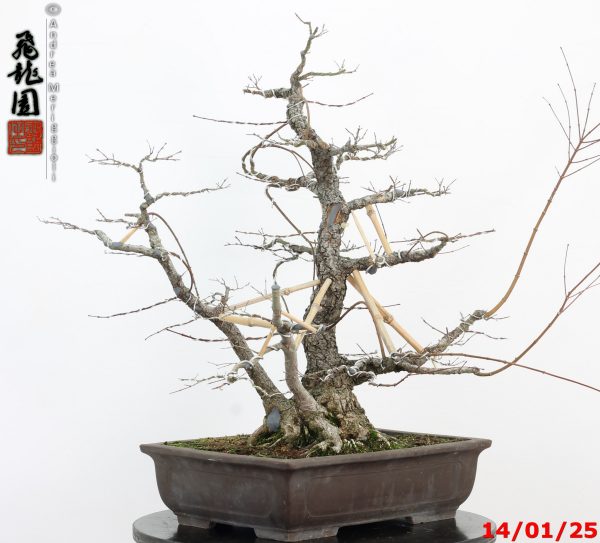 Acer palmatum arakawa - immagine 7