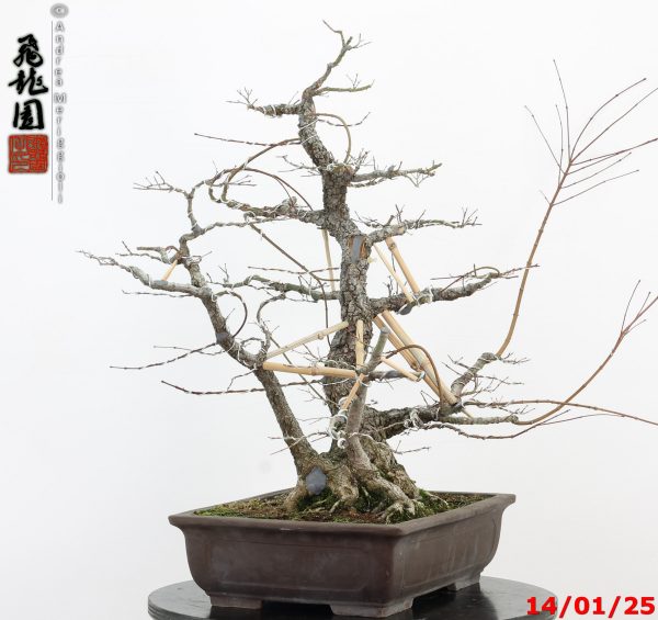 Acer palmatum arakawa - immagine 8