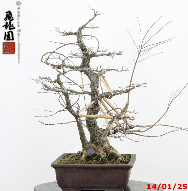 Acer palmatum arakawa - immagine 9