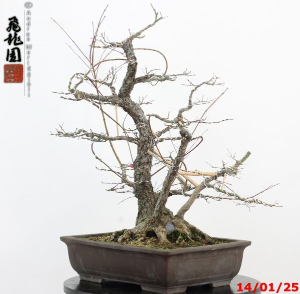 Acer palmatum arakawa - immagine 10