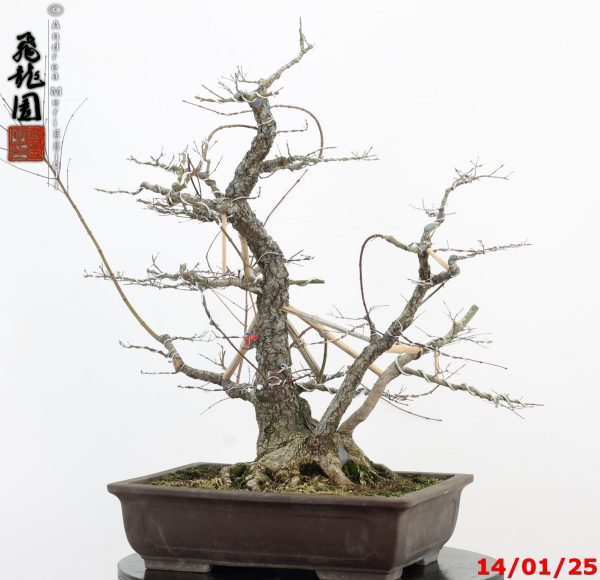 Acer palmatum arakawa - immagine 11