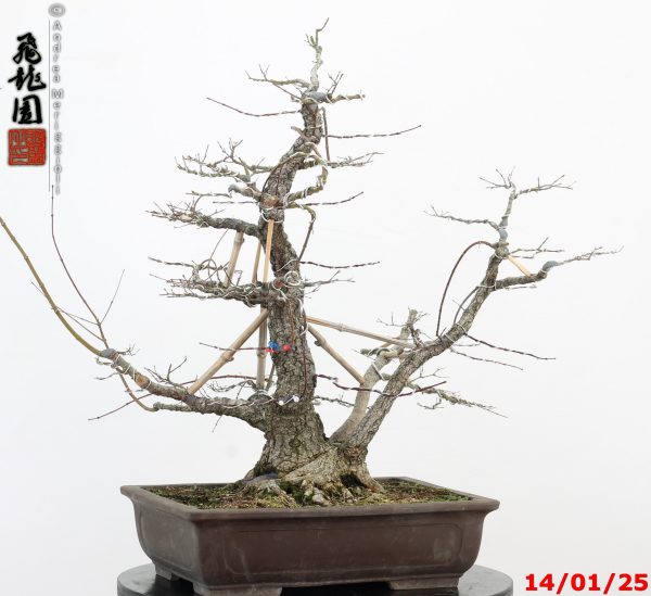 Acer palmatum arakawa - immagine 12