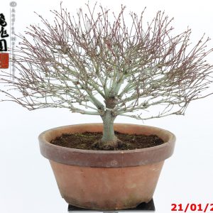 Acer palmatum kiyohime shohin