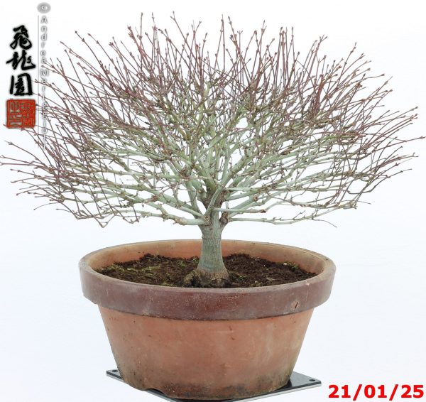 Acer palmatum kiyohime shohin - immagine 2