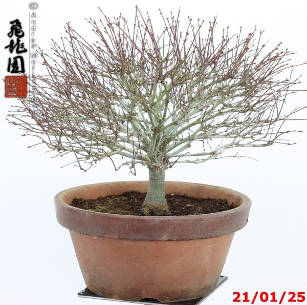 Acer palmatum kiyohime shohin - immagine 3