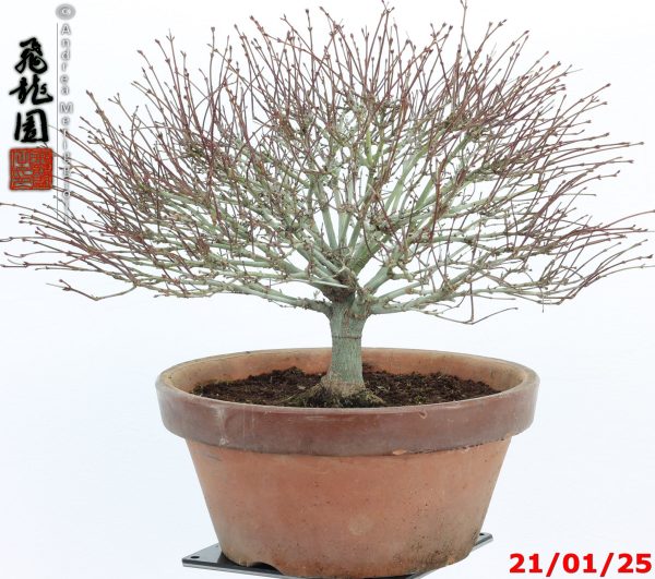 Acer palmatum kiyohime shohin - immagine 5