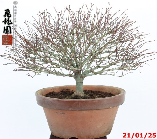 Acer palmatum kiyohime shohin - immagine 6