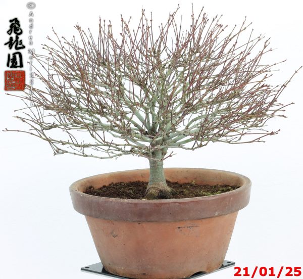 Acer palmatum kiyohime shohin - immagine 7