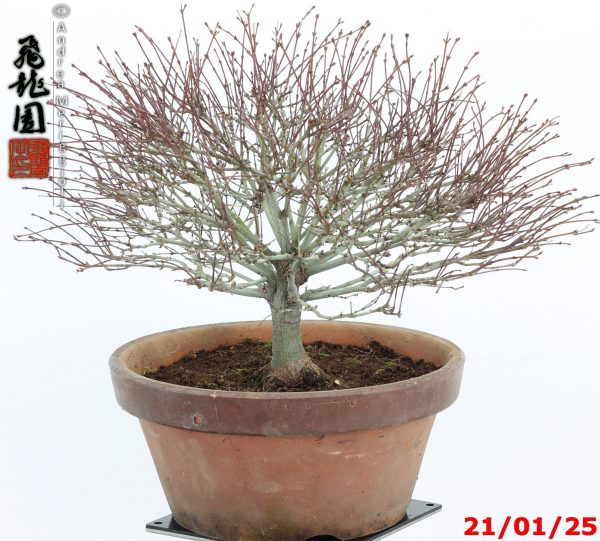 Acer palmatum kiyohime shohin - immagine 9