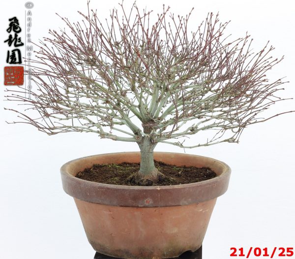 Acer palmatum kiyohime shohin - immagine 10