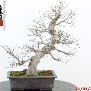 Acer palmatum