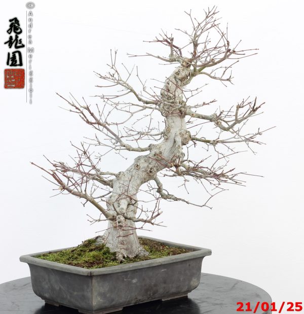 Acer palmatum - immagine 2