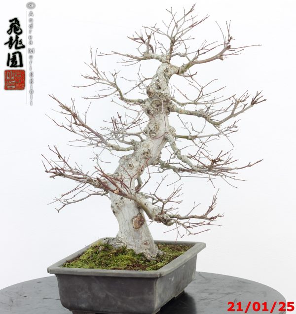 Acer palmatum - immagine 3