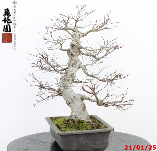 Acer palmatum - immagine 4