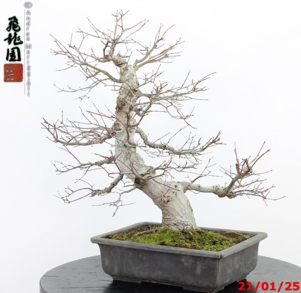 Acer palmatum - immagine 5