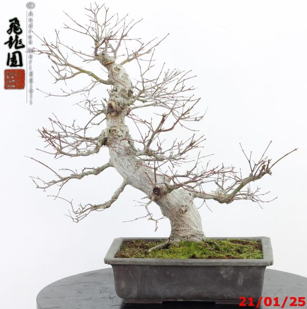 Acer palmatum - immagine 6