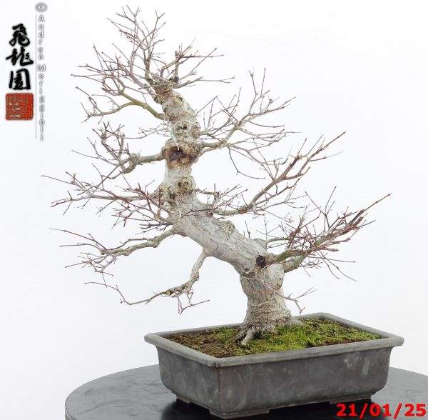 Acer palmatum - immagine 7