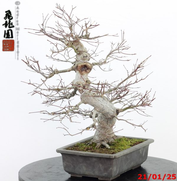 Acer palmatum - immagine 8