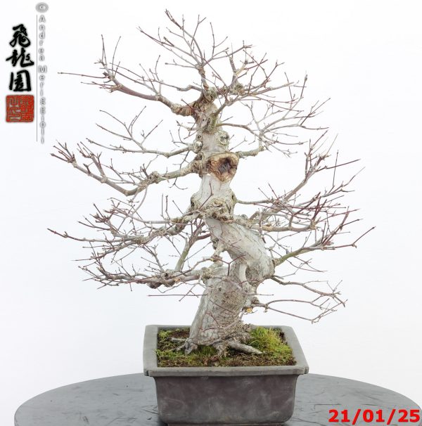 Acer palmatum - immagine 9