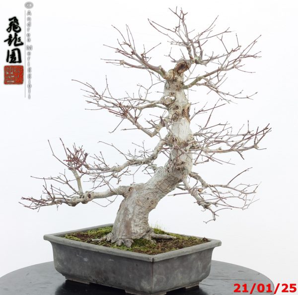 Acer palmatum - immagine 10