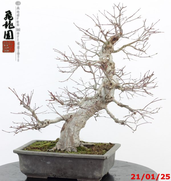 Acer palmatum - immagine 11