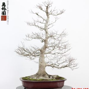 Acer palmatum