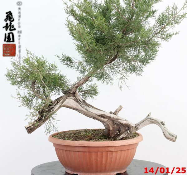 Juniperus phoenicea