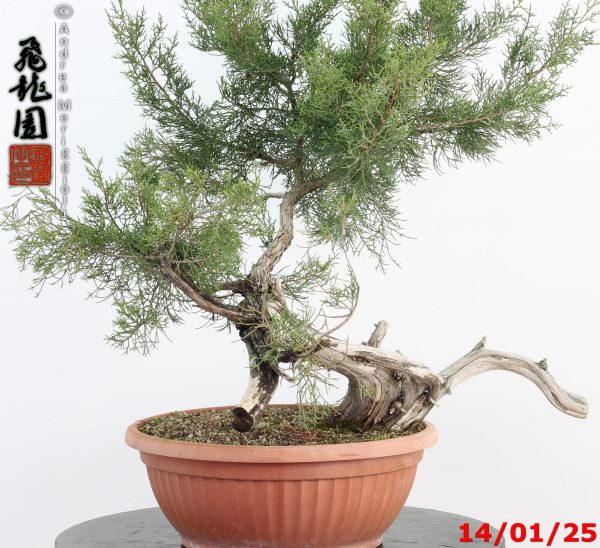 Juniperus phoenicea - Image 3